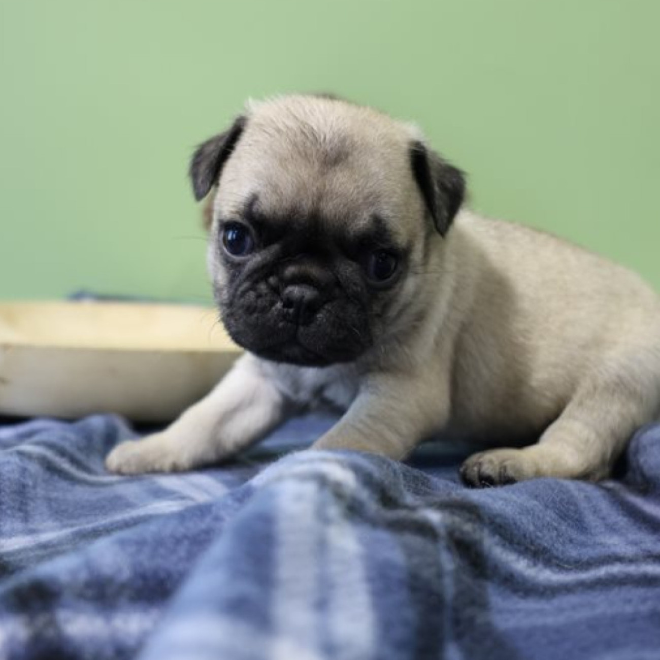 Pug puppies NEED new homes