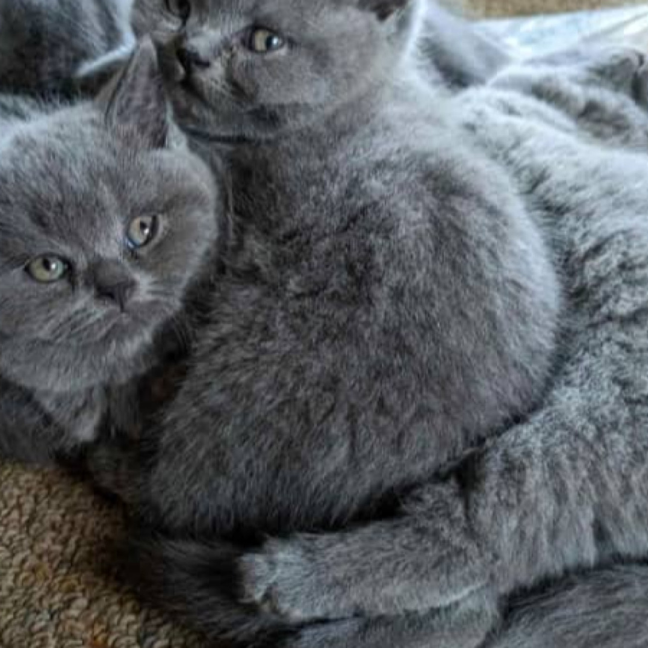 blue british shorthair kittens available