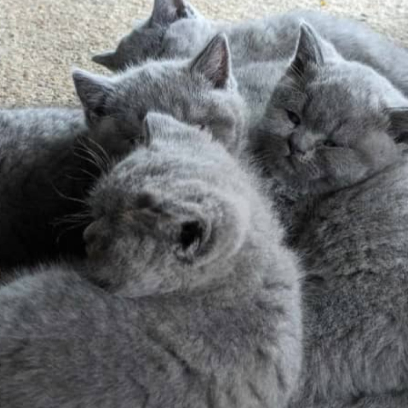 blue british shorthair kittens available