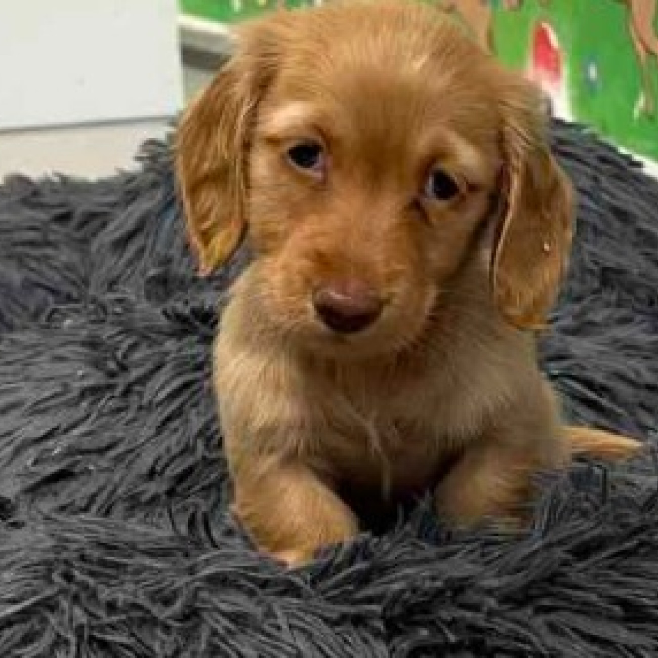 Pedigree Dachshund puppies