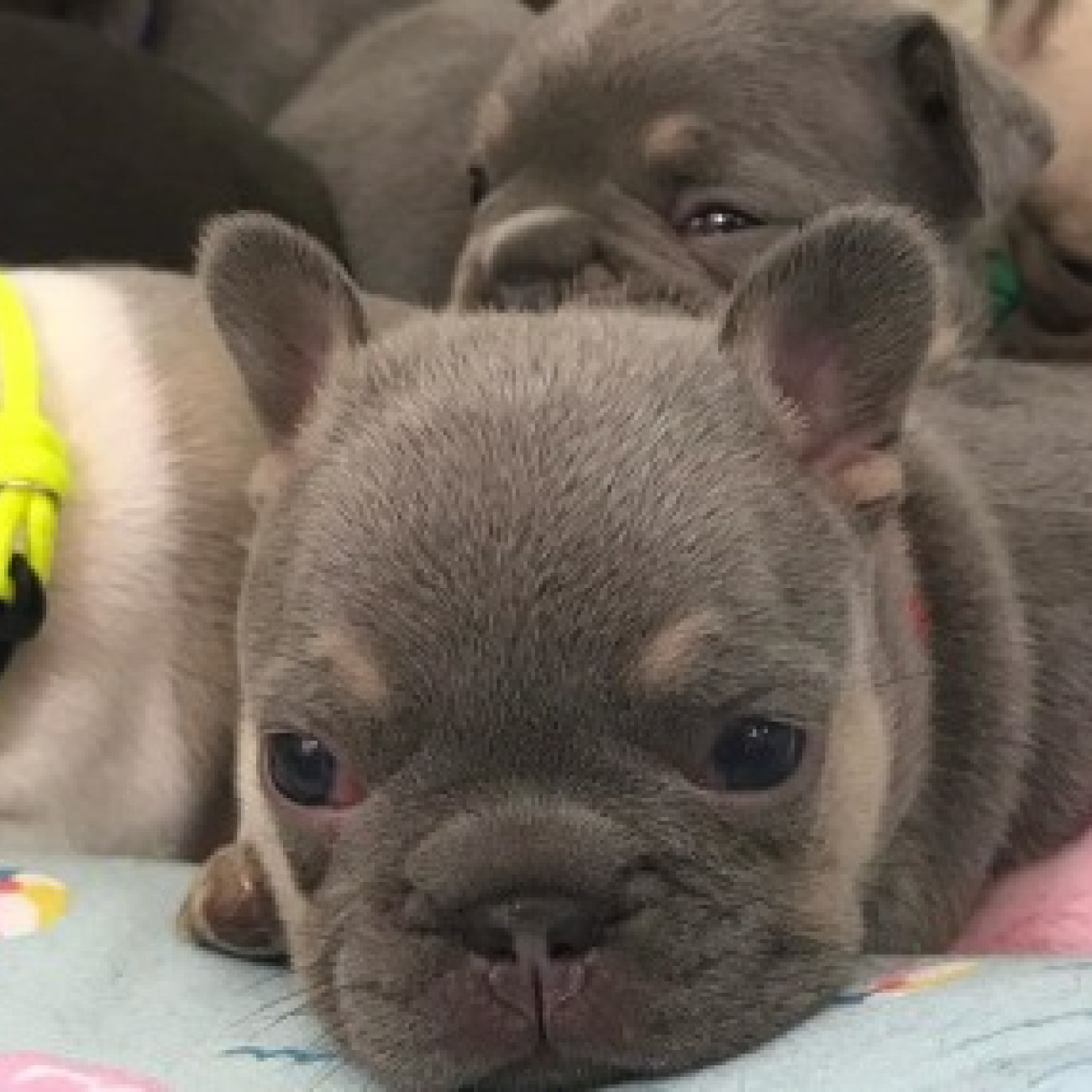 Adorable French Bulldog Puppies Looking for Loving Homes!