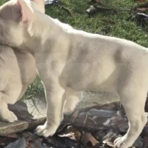 French bulldog puppies, KC registered, vaccinated