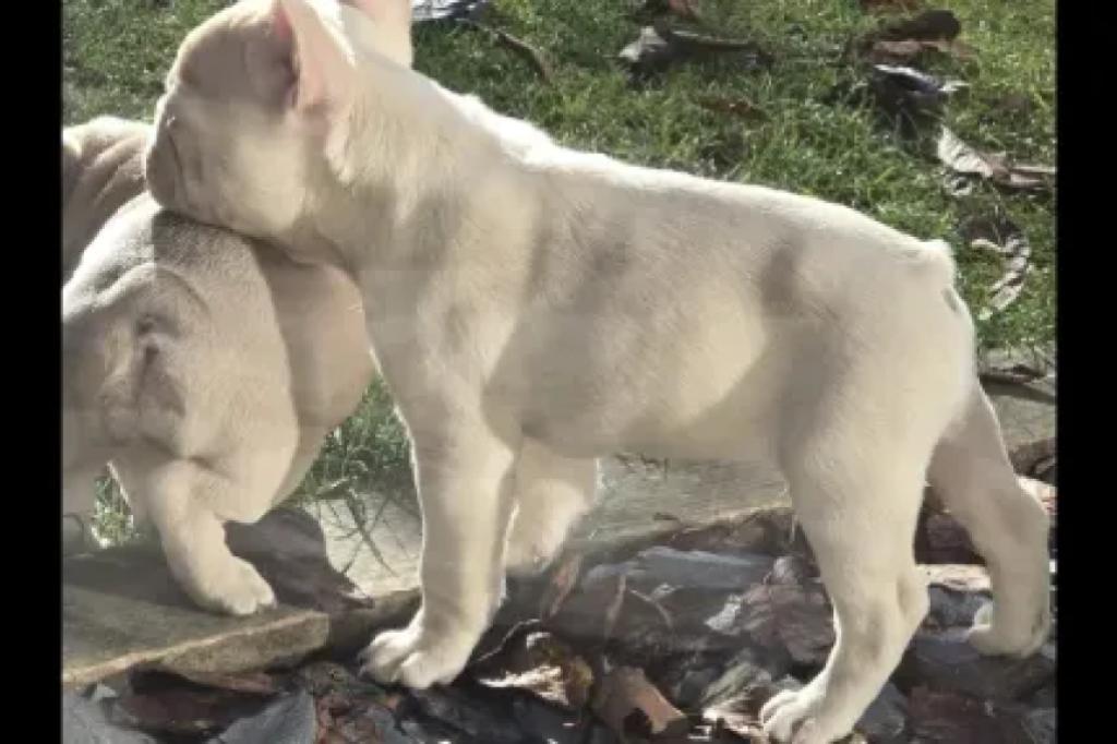 Nowtrade Free Classified Ads