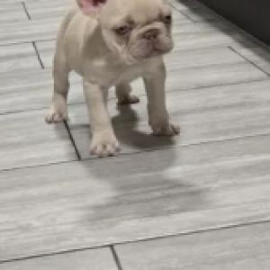 Nowtrade Free Classified Ads