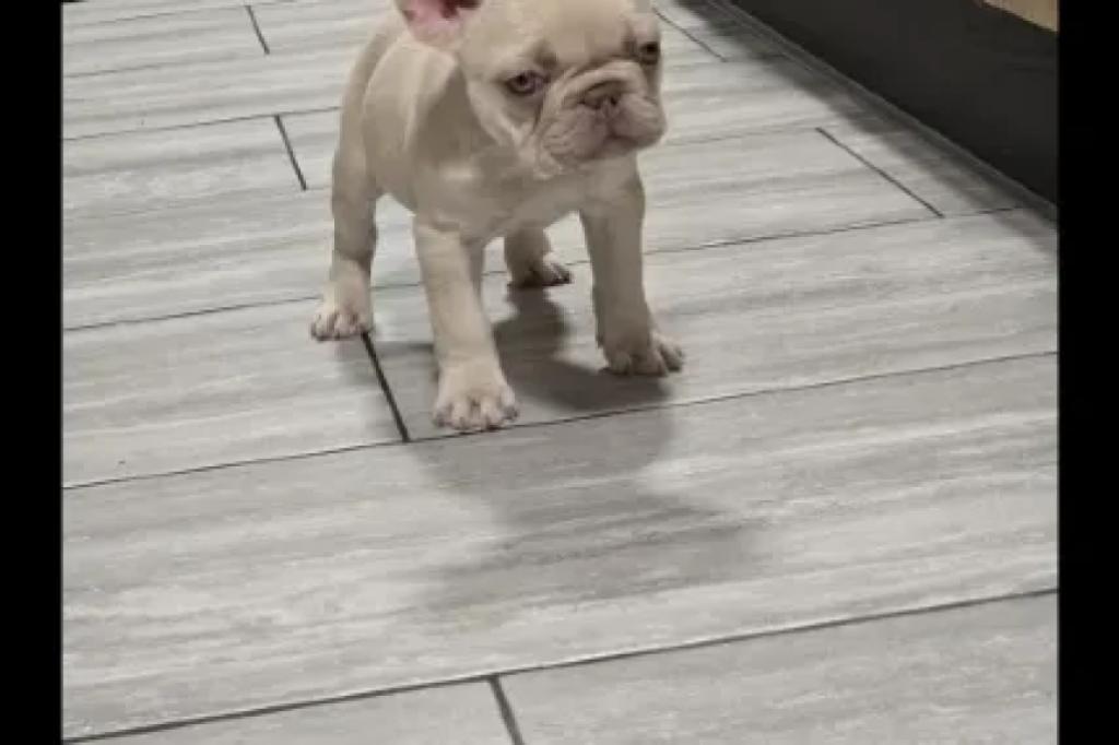 Nowtrade Free Classified Ads