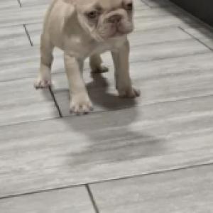 Nowtrade Free Classified Ads