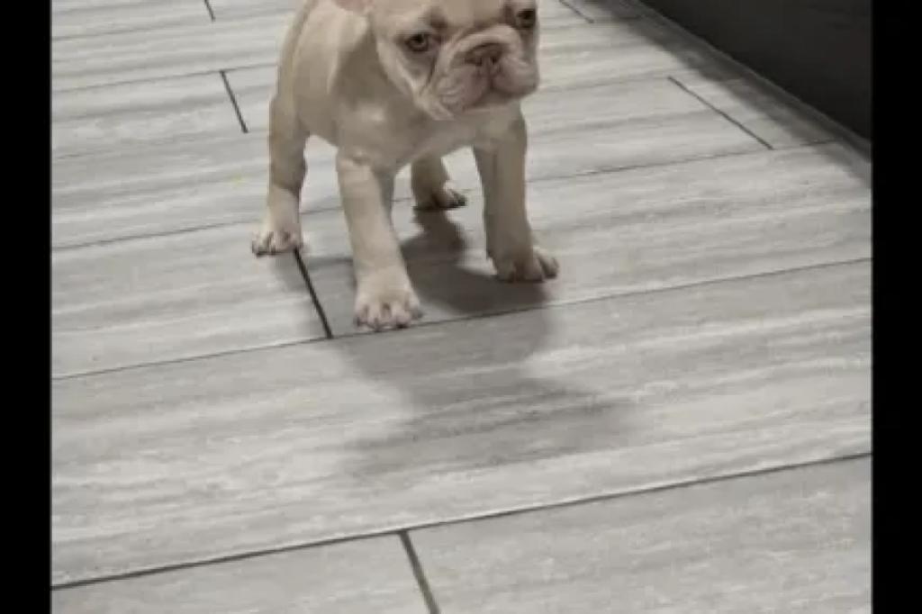 Nowtrade Free Classified Ads