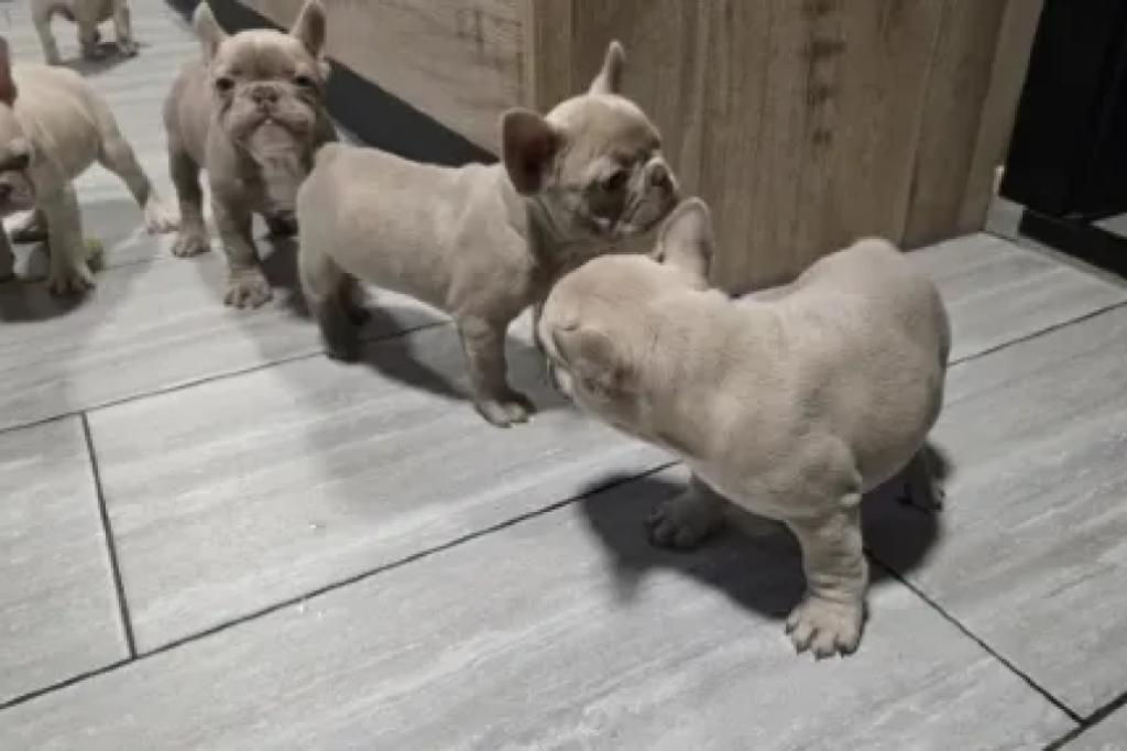 Nowtrade Free Classified Ads