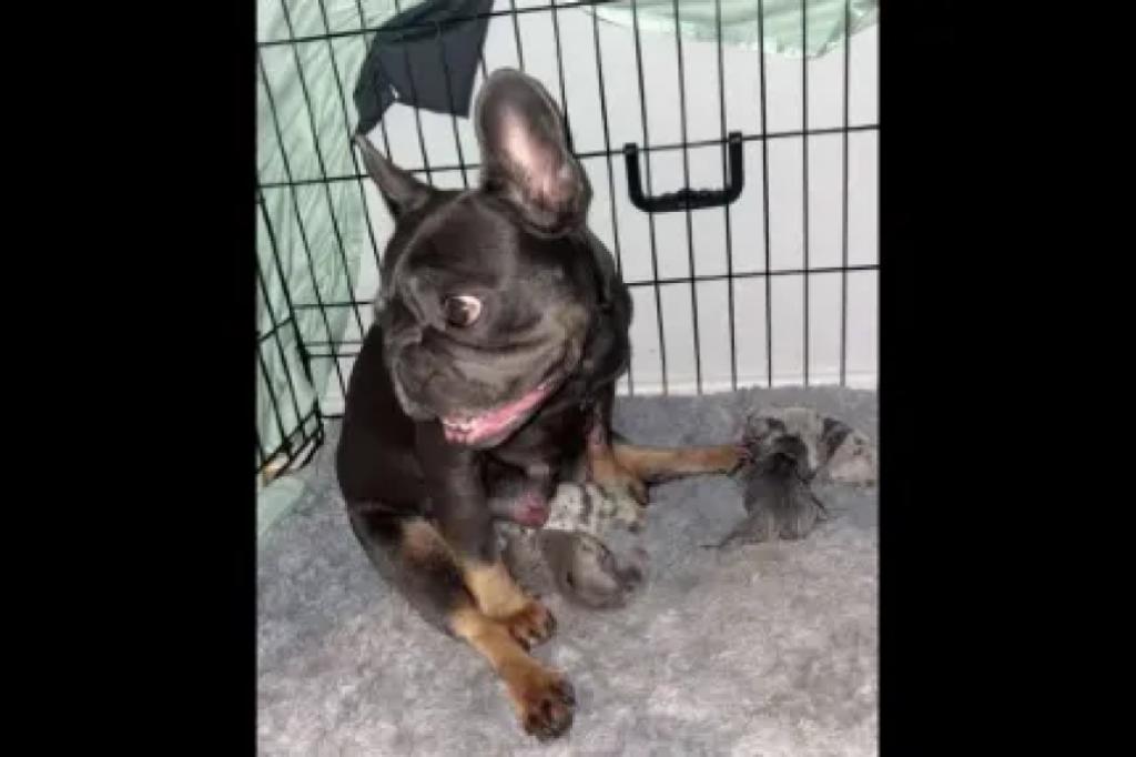 Nowtrade Free Classified Ads