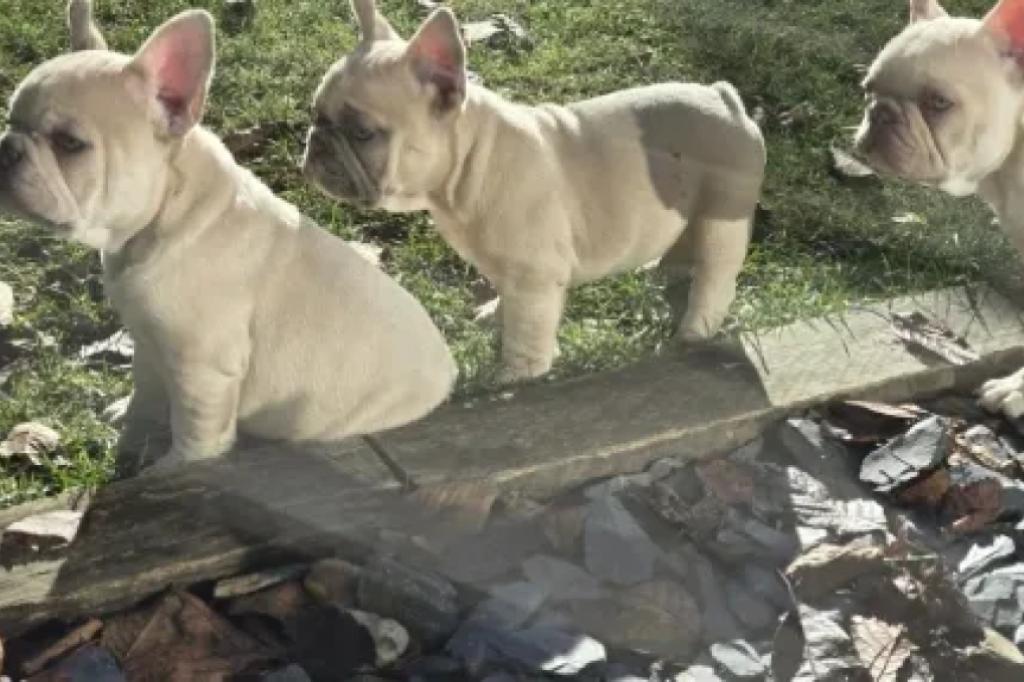 Nowtrade Free Classified Ads