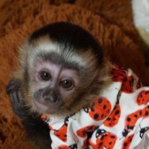 Christmas 🎄 Capuchin Playful Monkeys