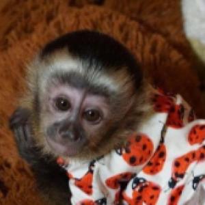 Christmas 🎄 Capuchin Playful Monkeys