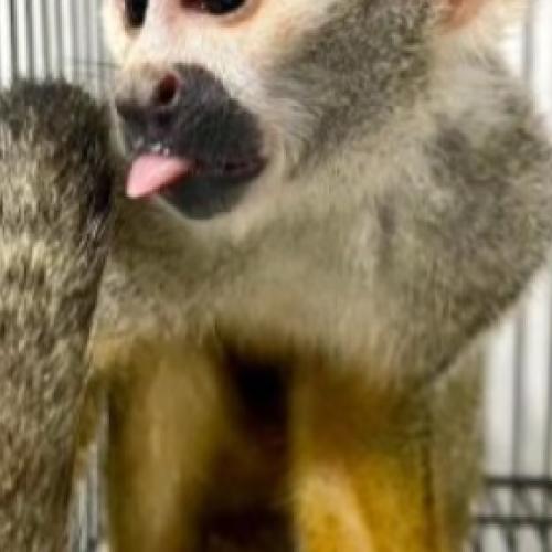 Christmas 🎄 Squirrel Playful Monkeys