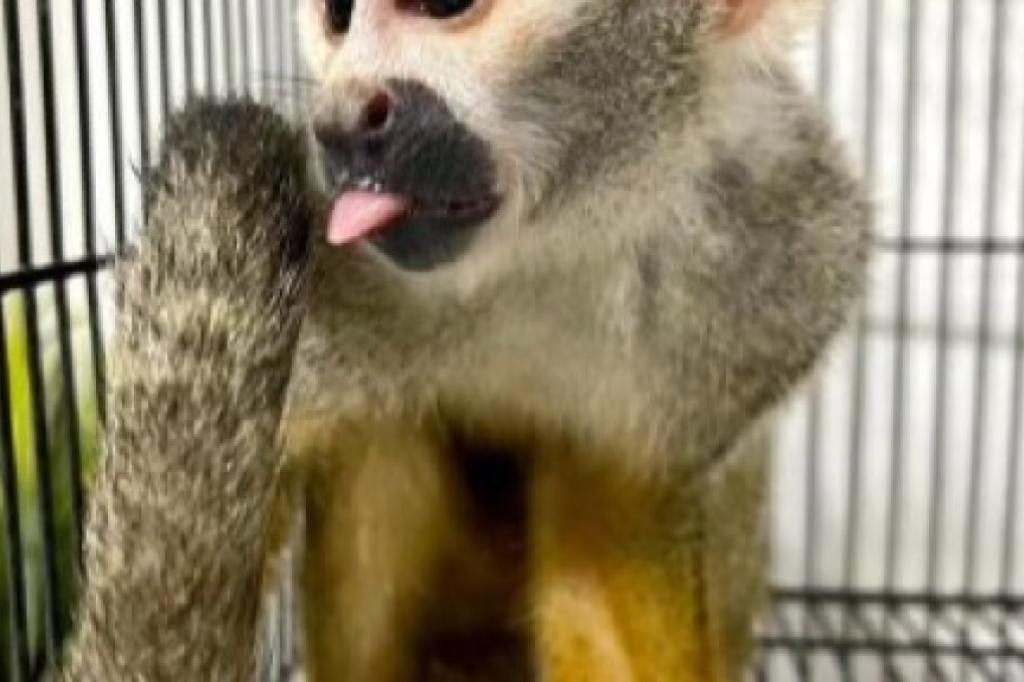 Nowtrade Free Classified Ads