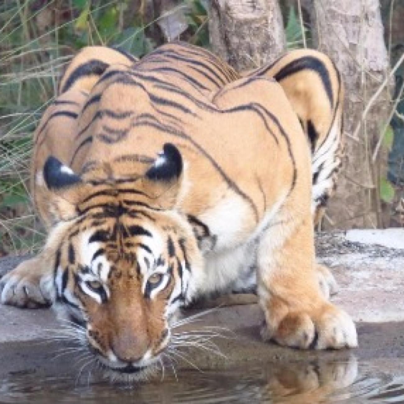 Wildlife Tours in India