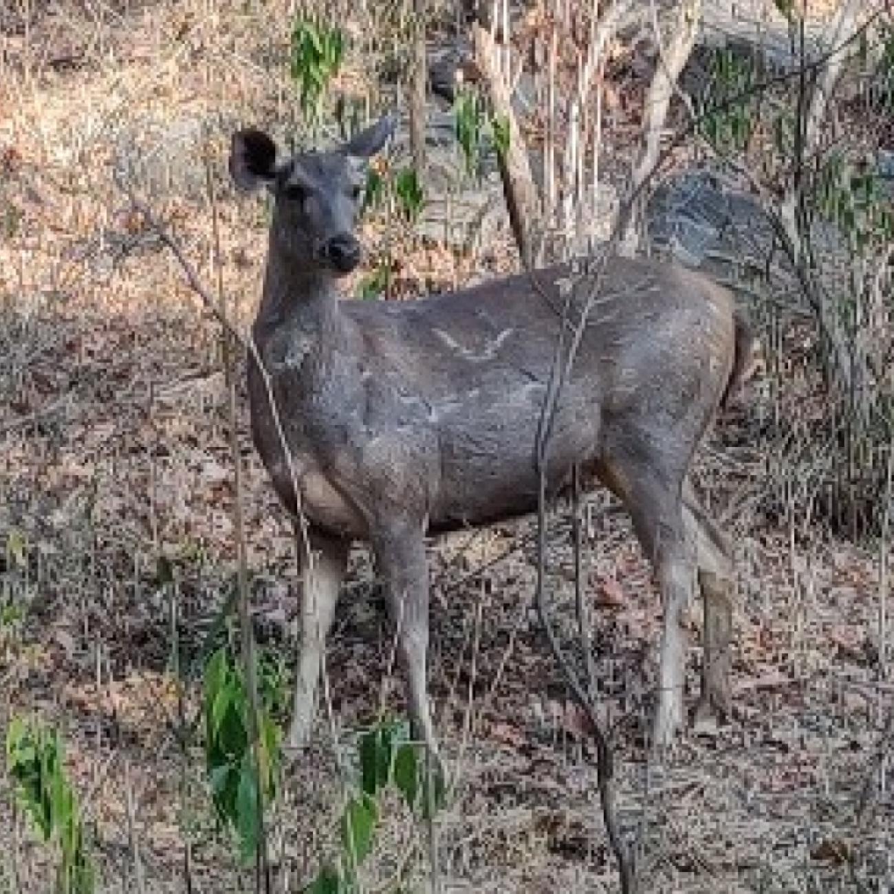 Wildlife Tours in India