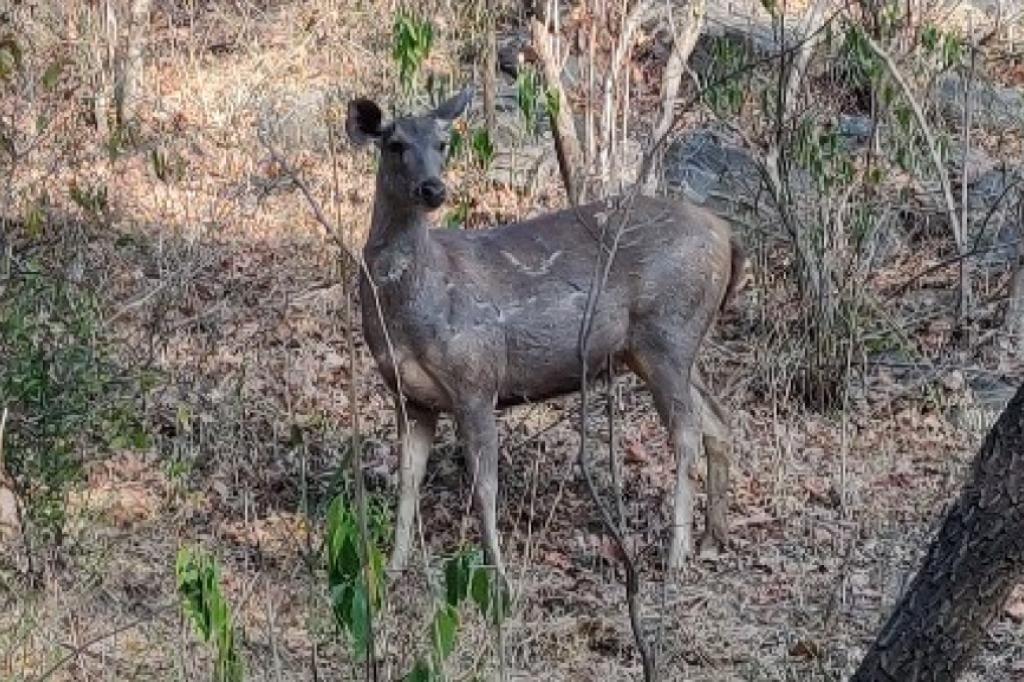 Nowtrade Free Classified Ads