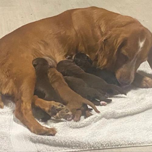 Working cocker spaniel puppies