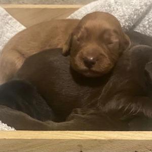 Working cocker spaniel puppies