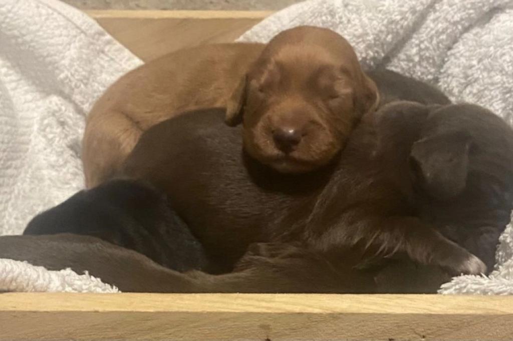 Nowtrade Free Classified Ads