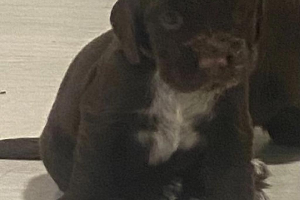 Nowtrade Free Classified Ads