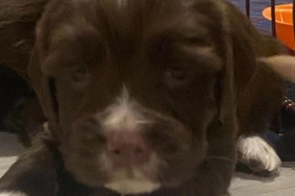 Nowtrade Free Classified Ads