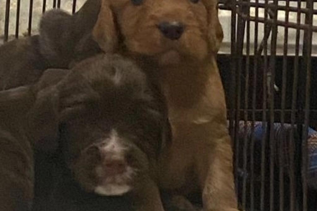 Nowtrade Free Classified Ads