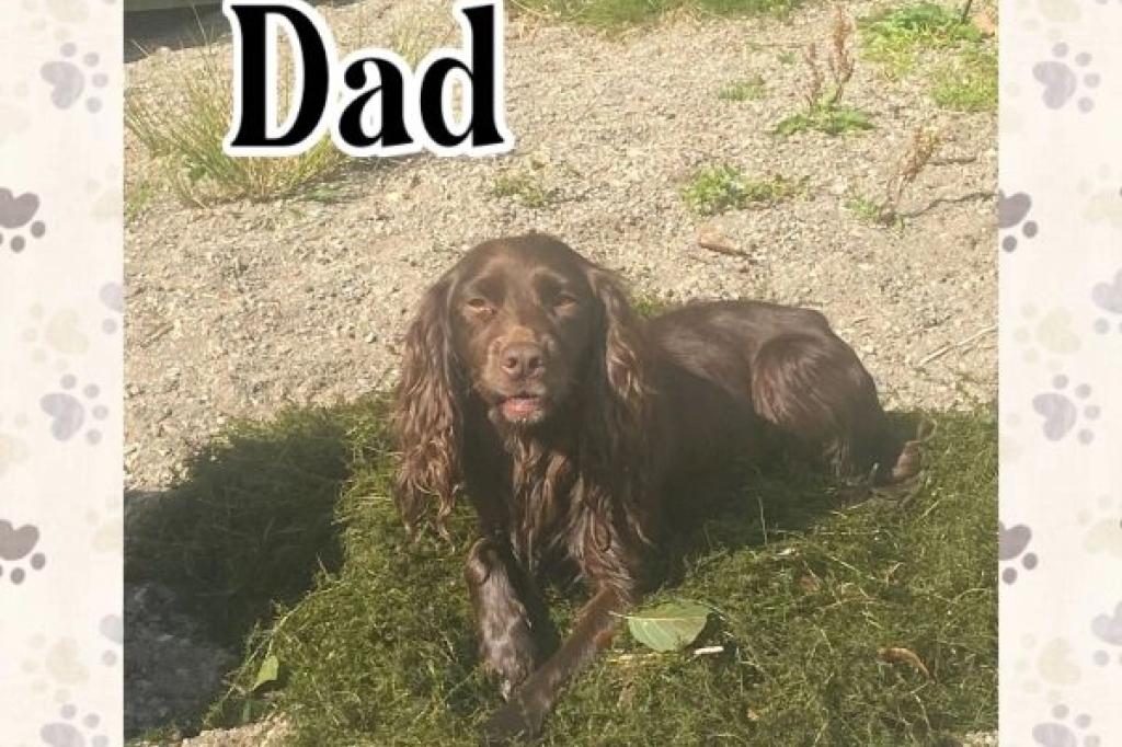 Nowtrade Free Classified Ads