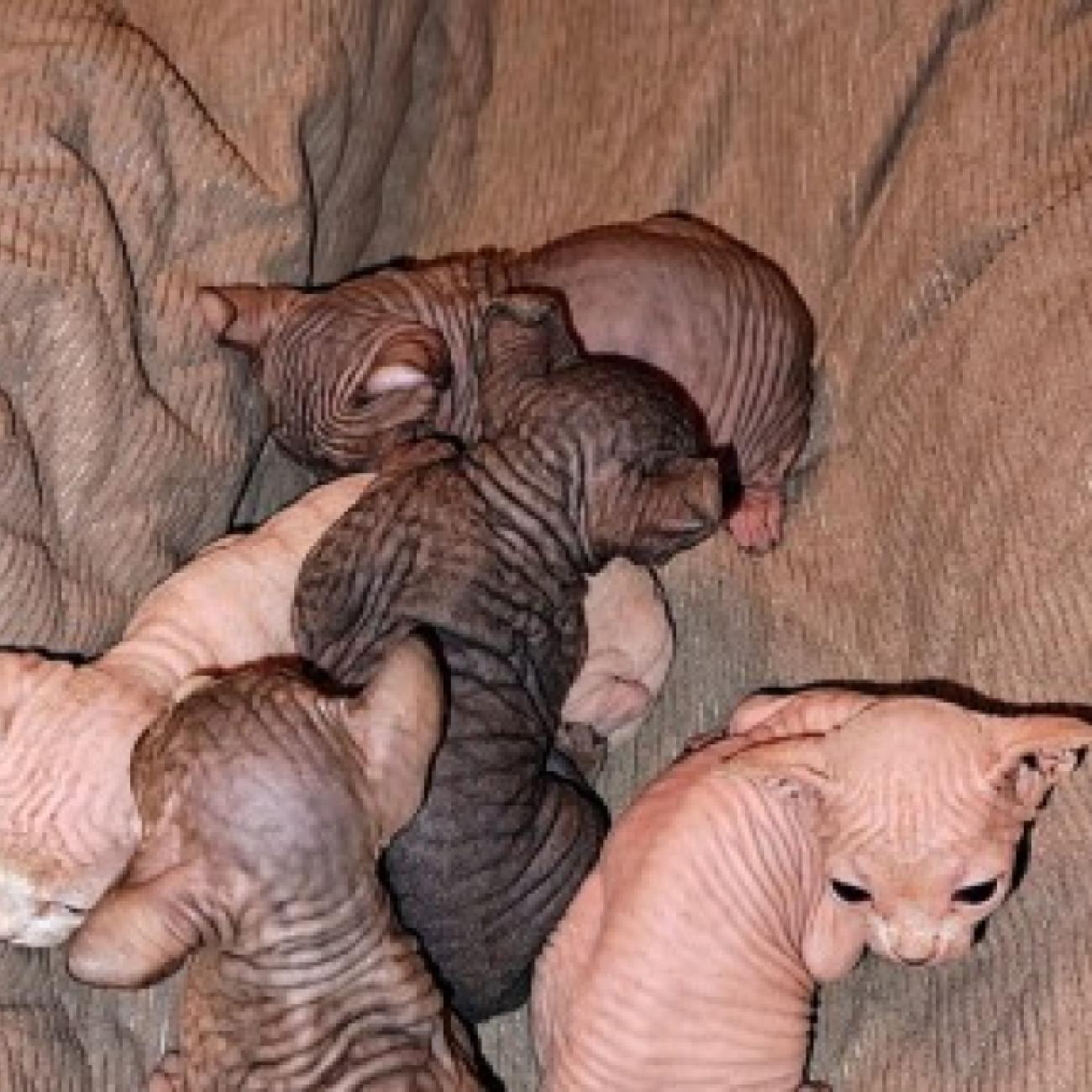 Elf Hairless Sphynx Kittens Available 