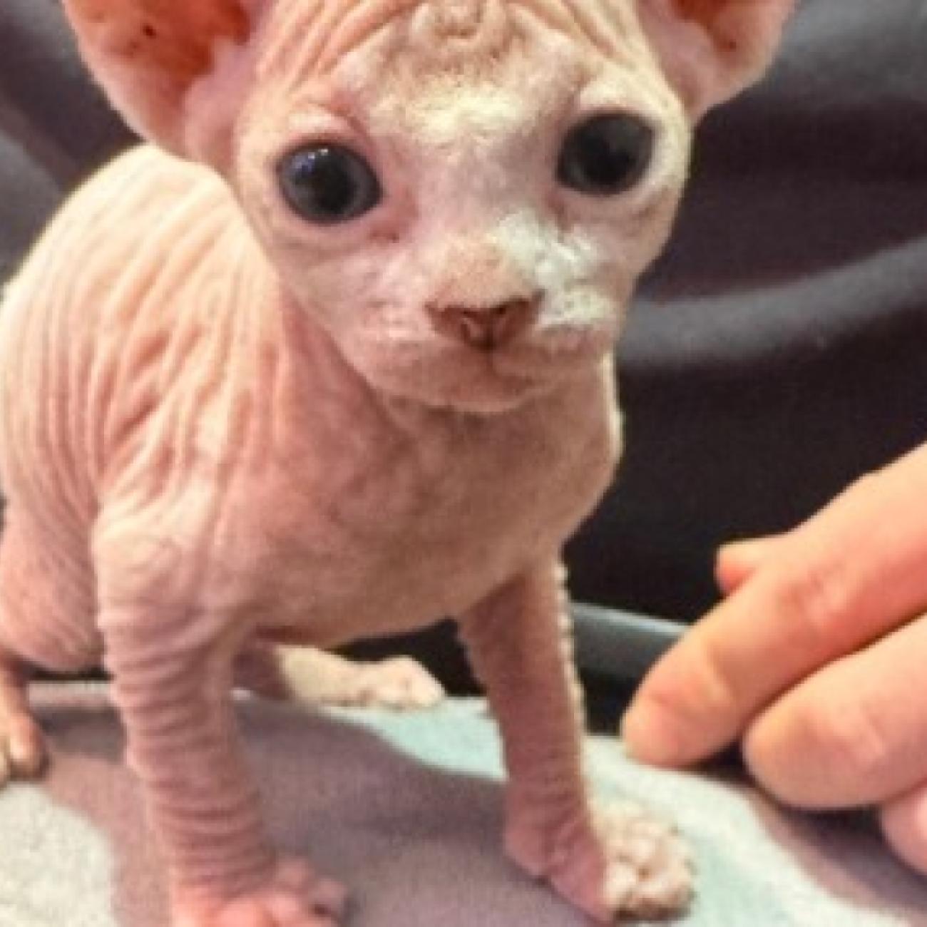 Elf Hairless Sphynx Kittens Available 