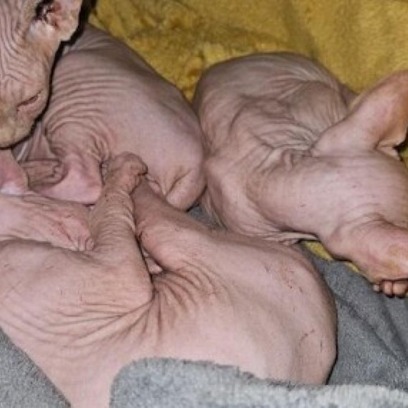 Elf Hairless Sphynx Kittens Available 