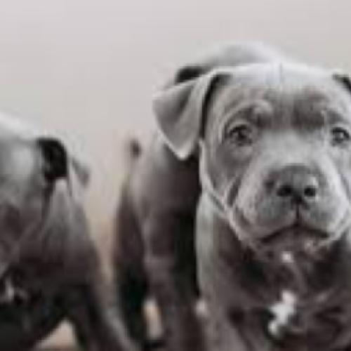 Stunning Staffordshire Bull Terrier Puppies for sale