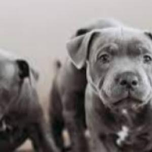 Stunning Staffordshire Bull Terrier Puppies for sale