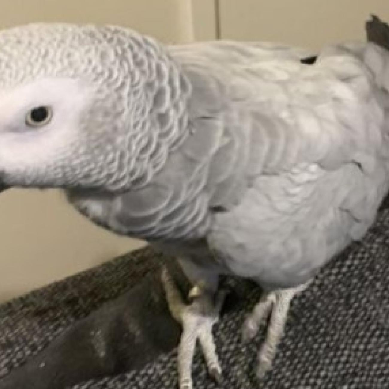 African Grey Parrot female for sale 