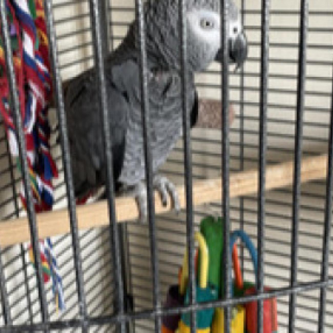 African Grey Parrot female for sale 