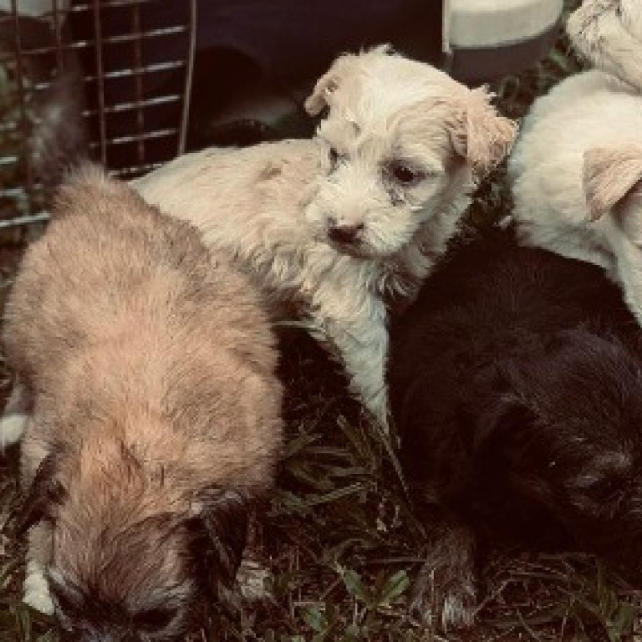 Special GoldenDoodle litters 