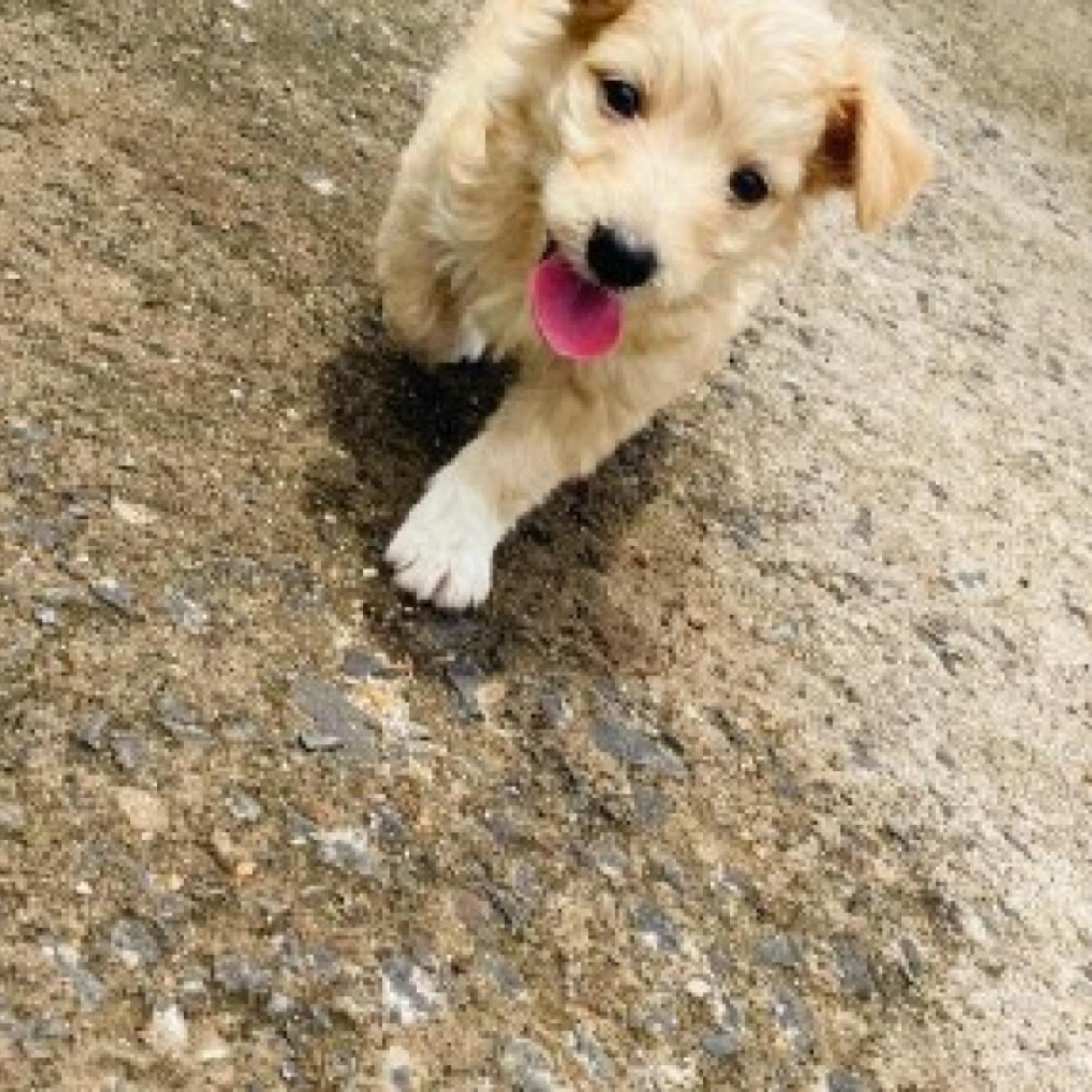 Special GoldenDoodle litters 
