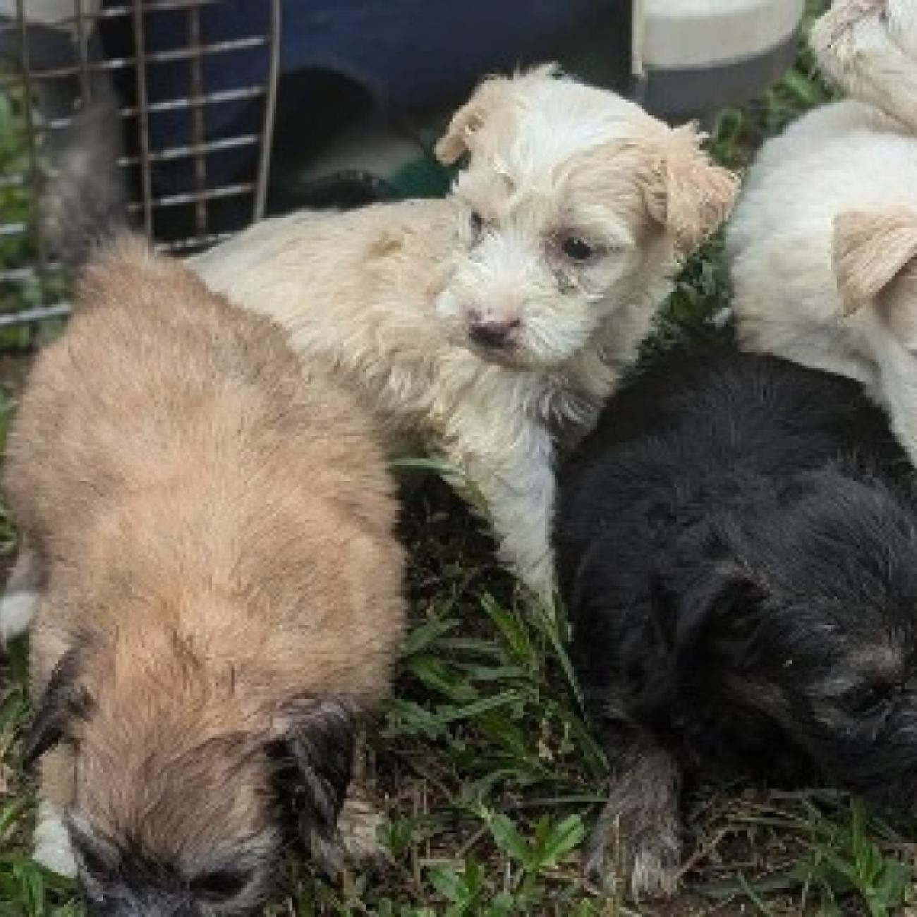 Special GoldenDoodle litters 