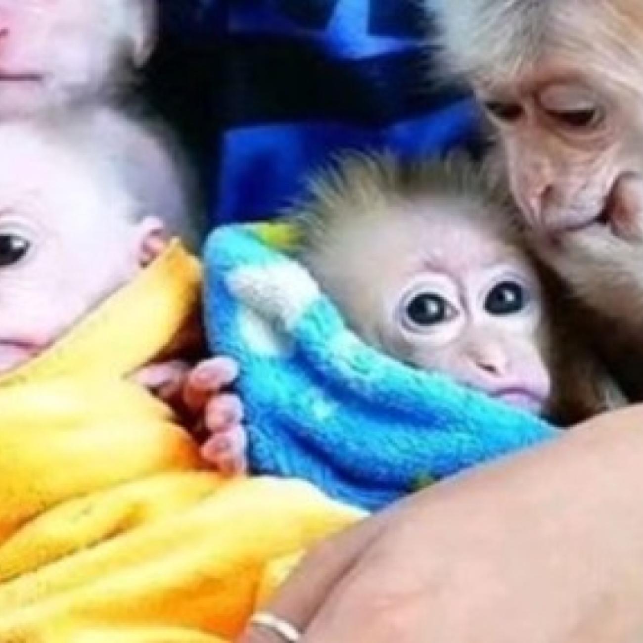 Adorable male and female baby capuchin monkeys for Sale