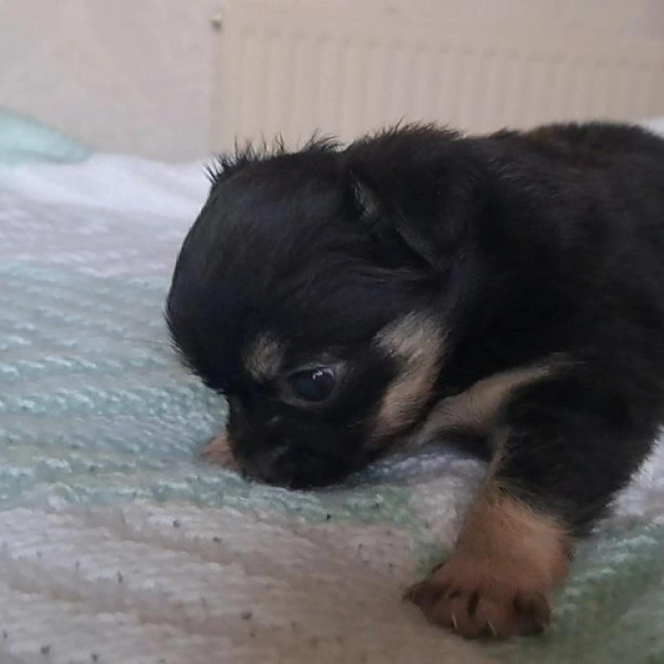 Long coat chihuahuas puppies for sale