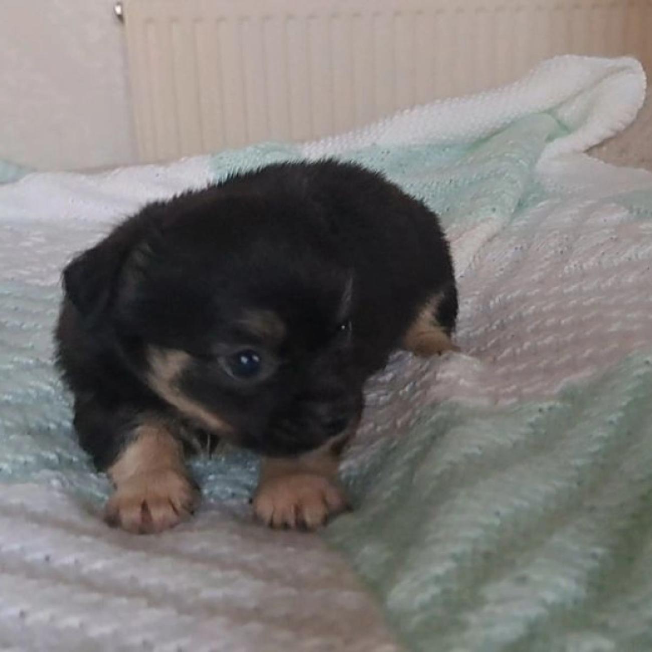 Long coat chihuahuas puppies for sale