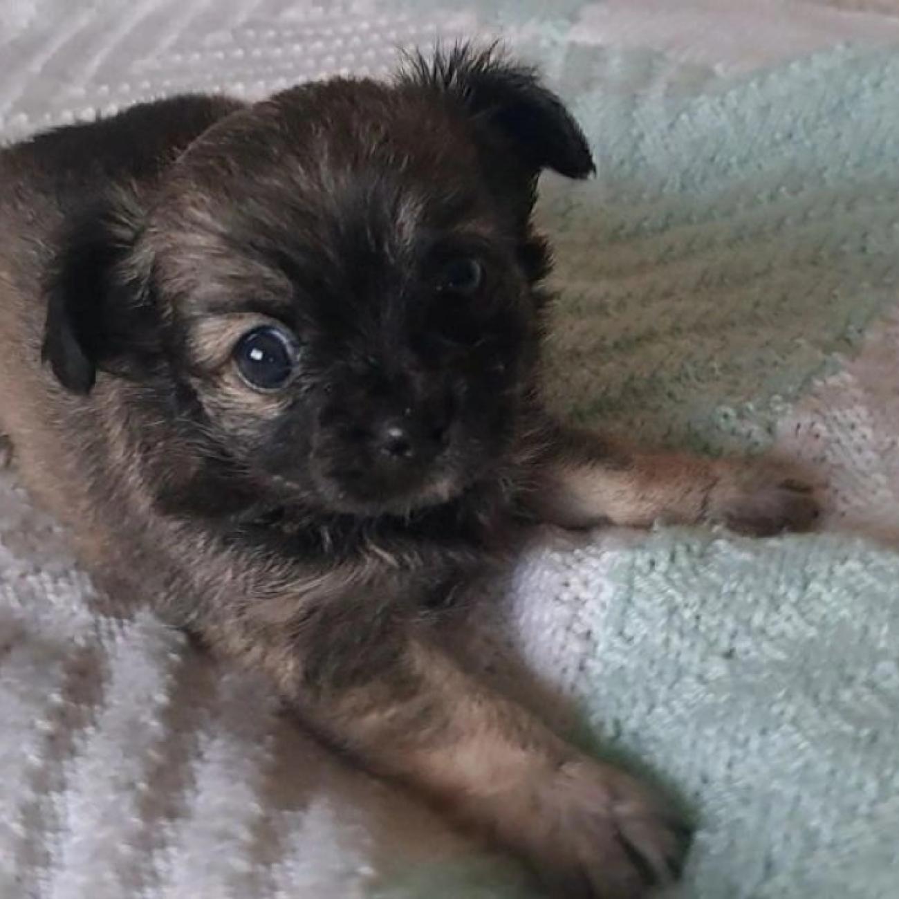 Long coat chihuahuas puppies for sale
