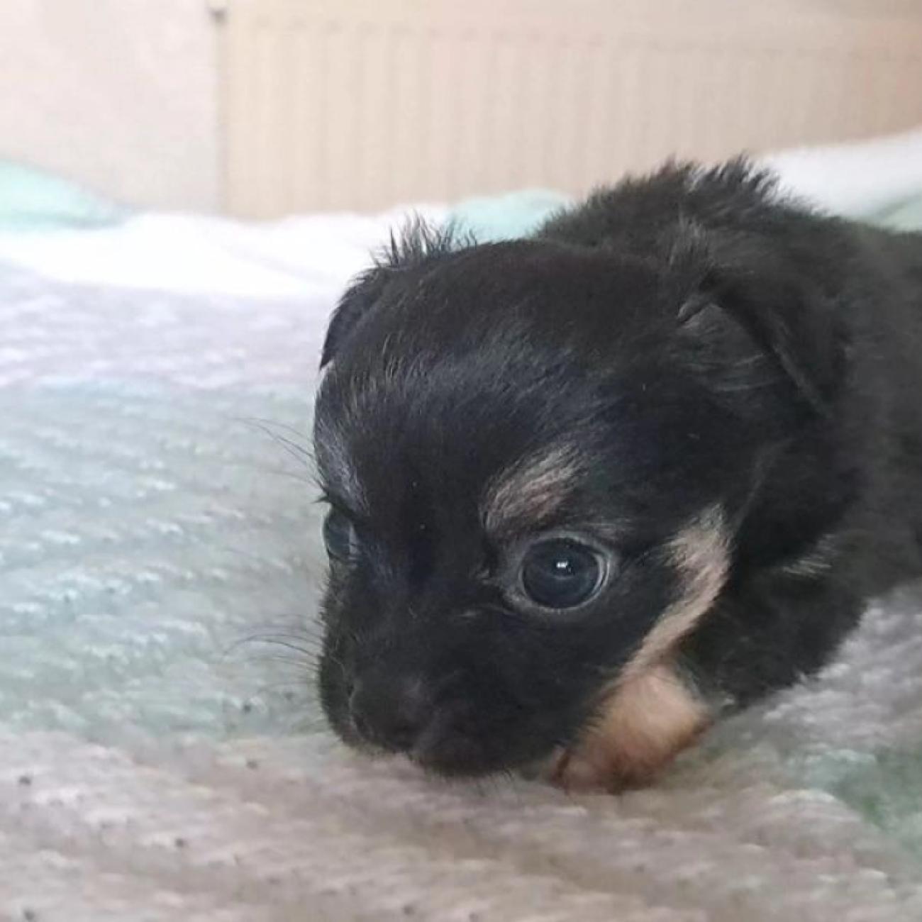 Long coat chihuahuas puppies for sale
