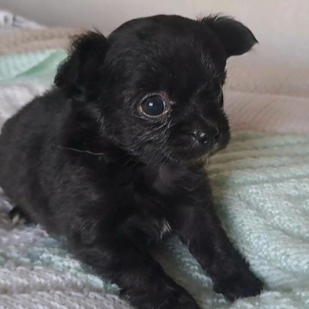 Long coat chihuahuas puppies for sale