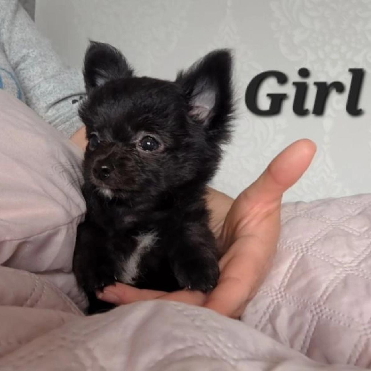 Long coat chihuahuas puppies for sale