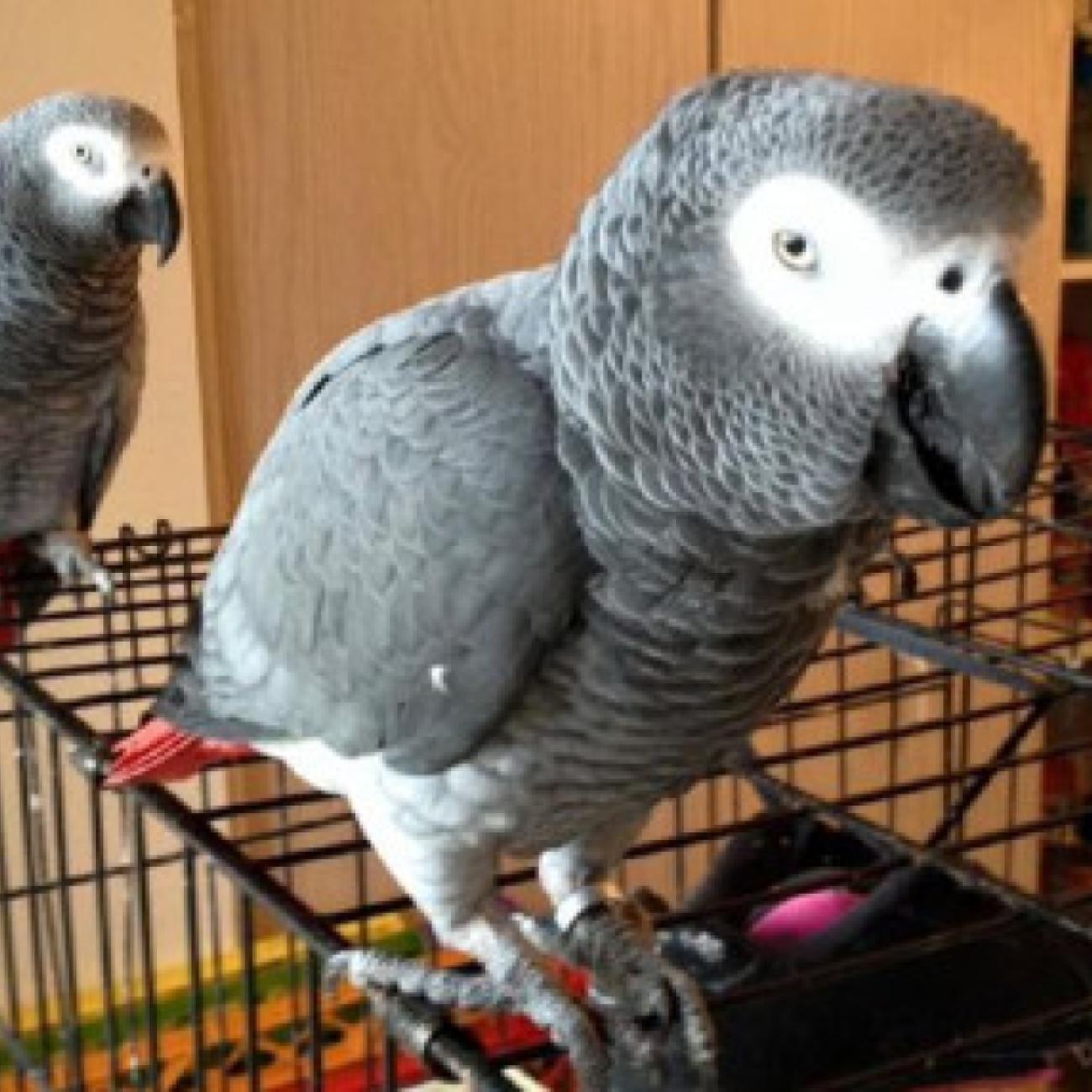 Pairs of African Grey Parrots Available 