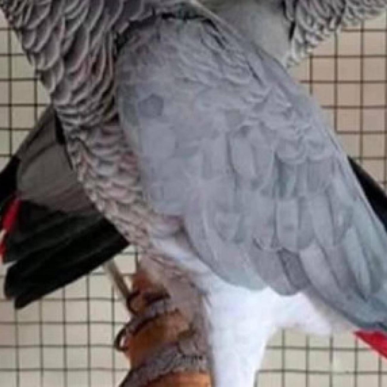 Pairs of African Grey Parrots Available 
