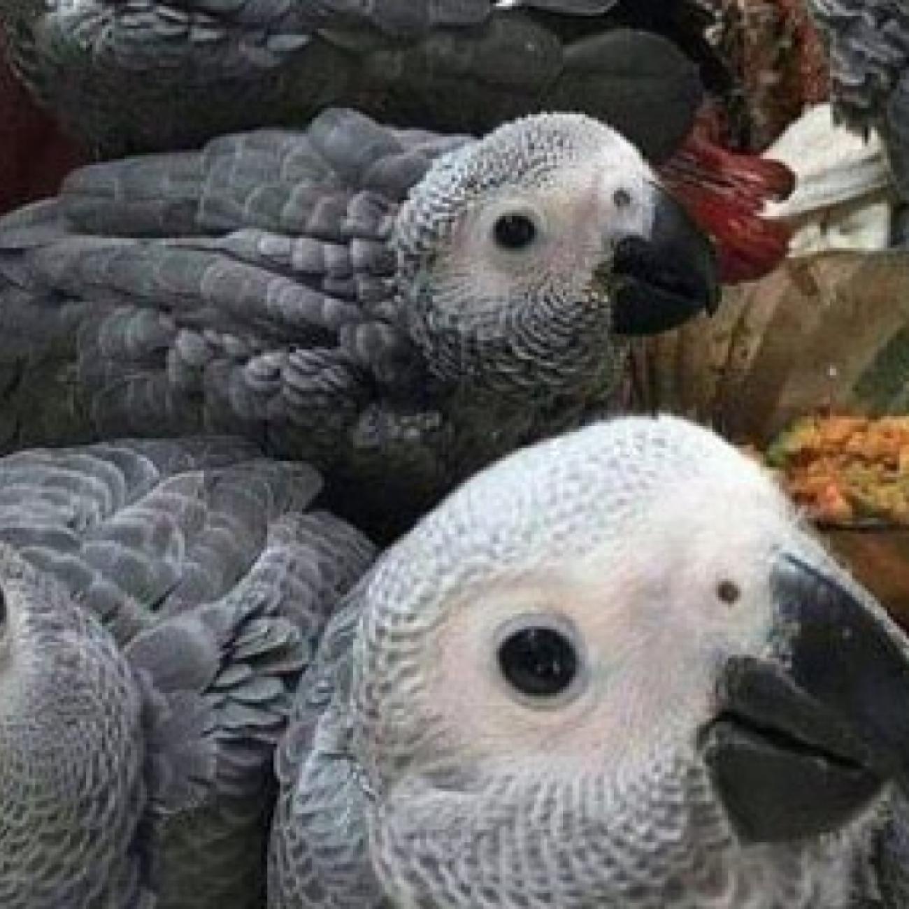 Pairs of African Grey Parrots Available 