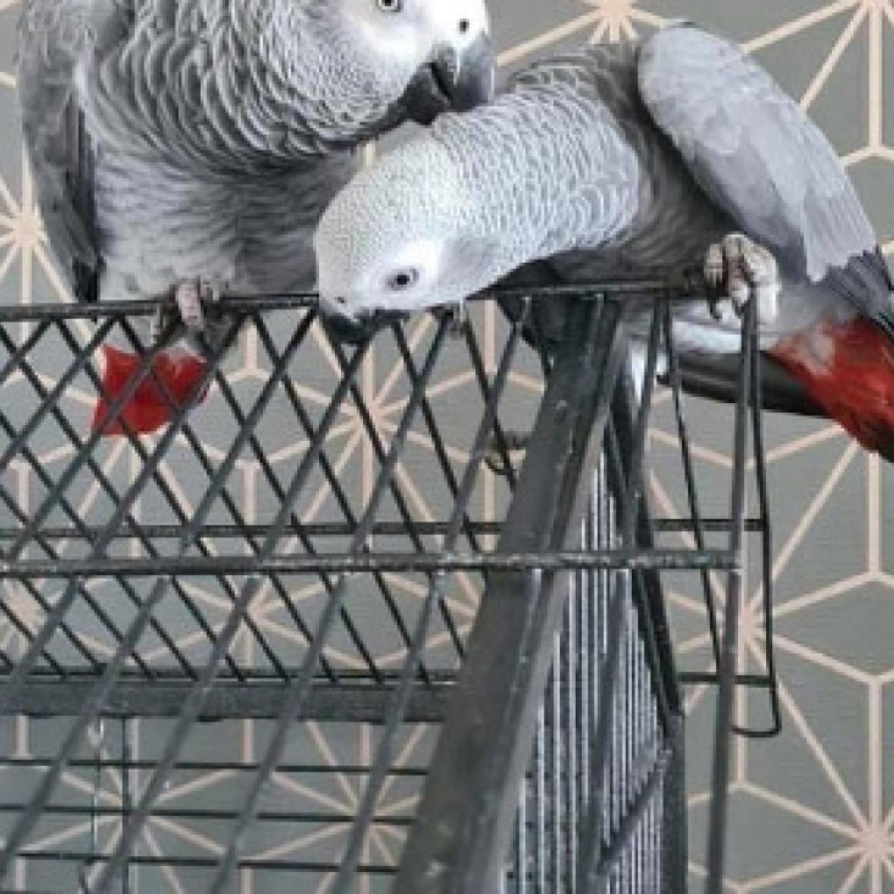Pairs of African Grey Parrots Available 