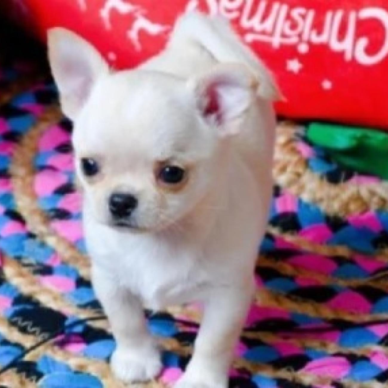 Give Gorgeous Chihuahua Puppy Free 